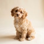 An apricot Cavapoo sitting on a cream studio backdrop, wavy coat and feathered ears
