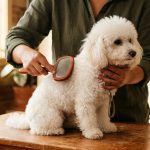 A groomer brushing a small white curly-coated dog on a wooden table by a window