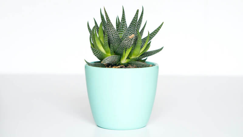 Succulent plant in a mint green pot