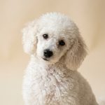 A white Toy Poodle portrait on a warm cream backdrop, tight curls around the muzzle