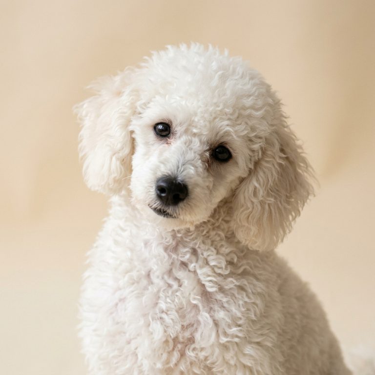A white Toy Poodle portrait on a warm cream backdrop, tight curls around the muzzle